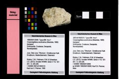 Foto (Objekt + Etikett) von Cracensigillatus acutirostrus (Moericke, 1889)  (NHMW-GEO-1990-0041-2949)